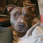 Brown Veterinary Clinic