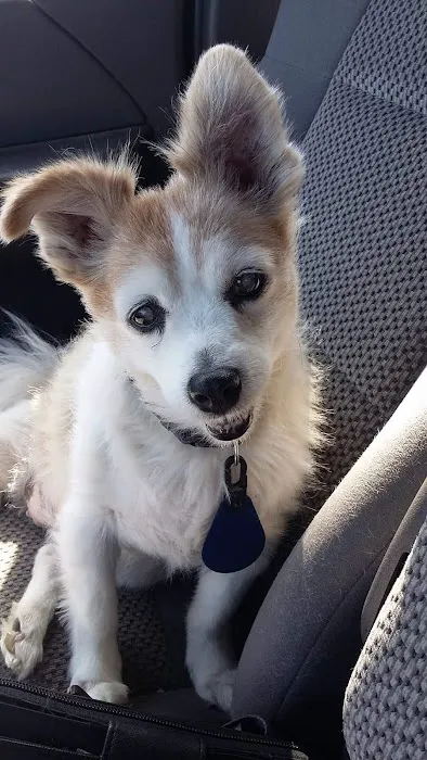 Brown Veterinary Clinic Picture 3