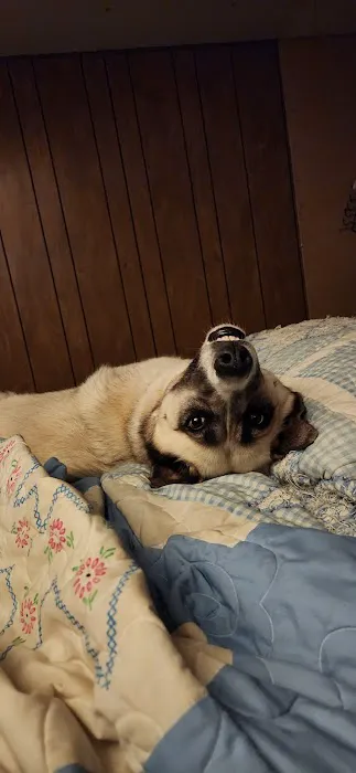 Brown Veterinary Clinic Picture 2