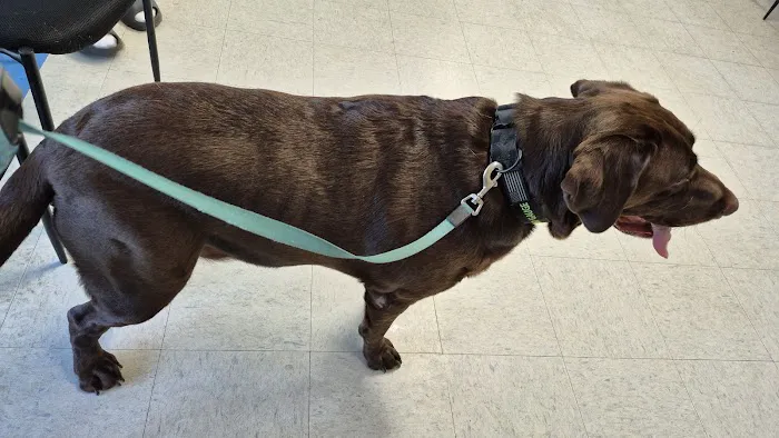 Brown Veterinary Clinic Picture 4