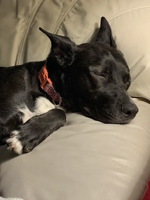 Brown Veterinary Clinic Picture 6