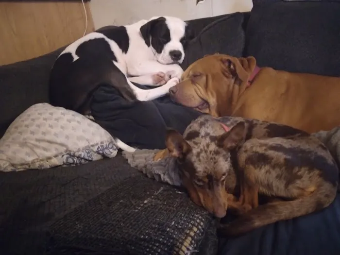 Brown Veterinary Clinic Picture 9