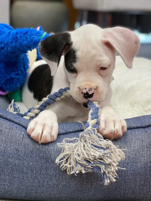 South Side Animal Clinic Picture 2