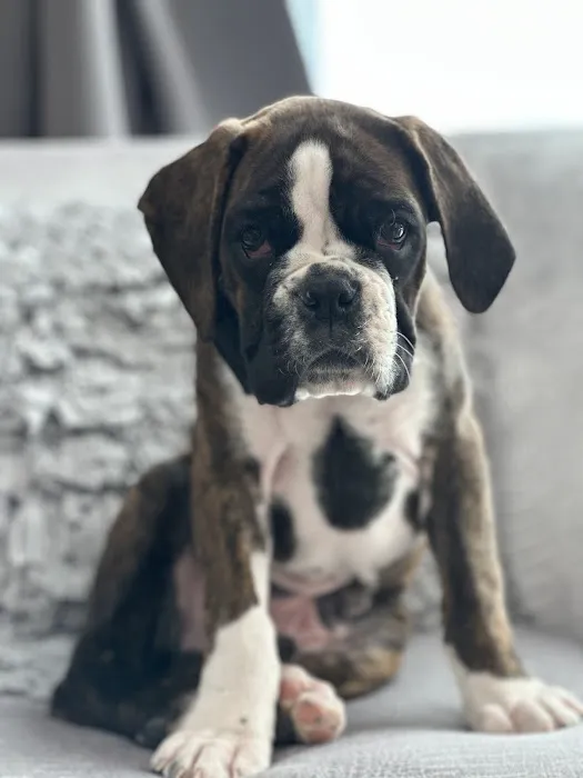 South Side Animal Clinic Picture 1