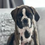 South Side Animal Clinic