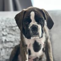 South Side Animal Clinic ico