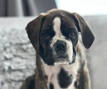 South Side Animal Clinic