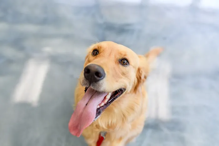 South Side Animal Clinic Picture 5