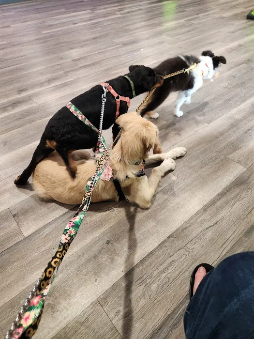 Carol House Quick Fix Pet Clinic Picture 4