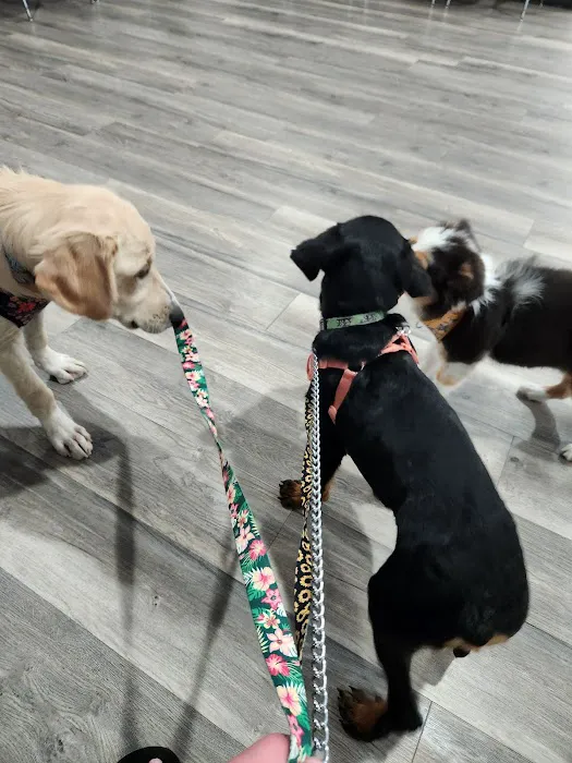 Carol House Quick Fix Pet Clinic Picture 1