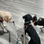 Carol House Quick Fix Pet Clinic