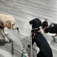 Carol House Quick Fix Pet Clinic ico