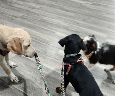 Carol House Quick Fix Pet Clinic