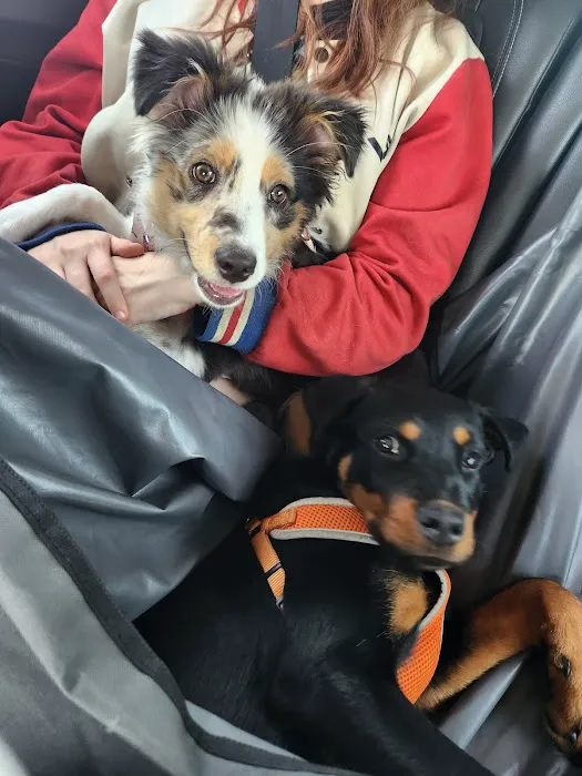 Carol House Quick Fix Pet Clinic Picture 2