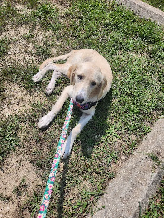 Carol House Quick Fix Pet Clinic Picture 7