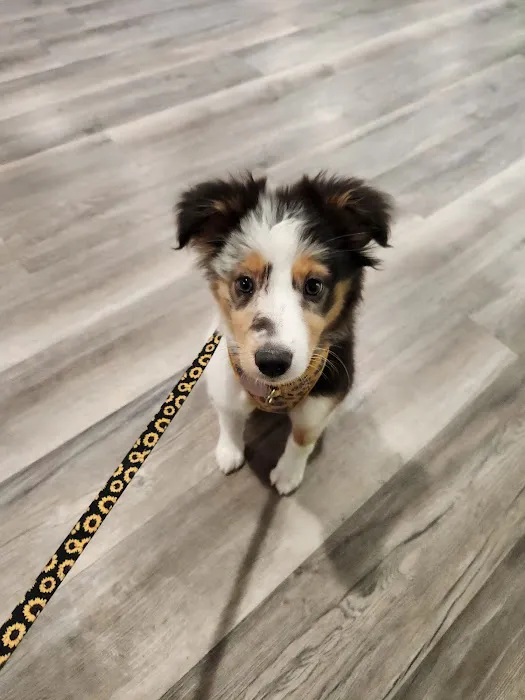 Carol House Quick Fix Pet Clinic Picture 6