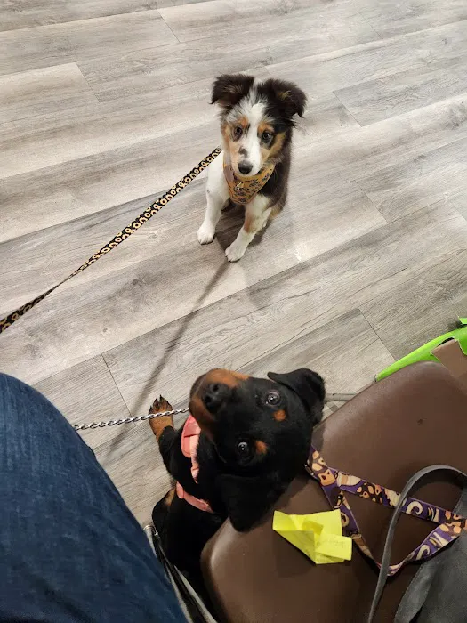 Carol House Quick Fix Pet Clinic Picture 5