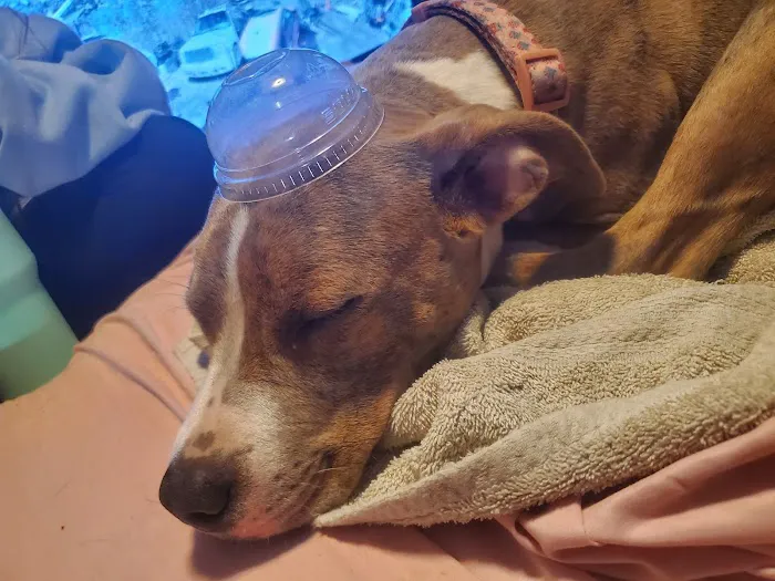 Carol House Quick Fix Pet Clinic Picture 9