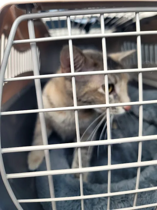 Carol House Quick Fix Pet Clinic Picture 10