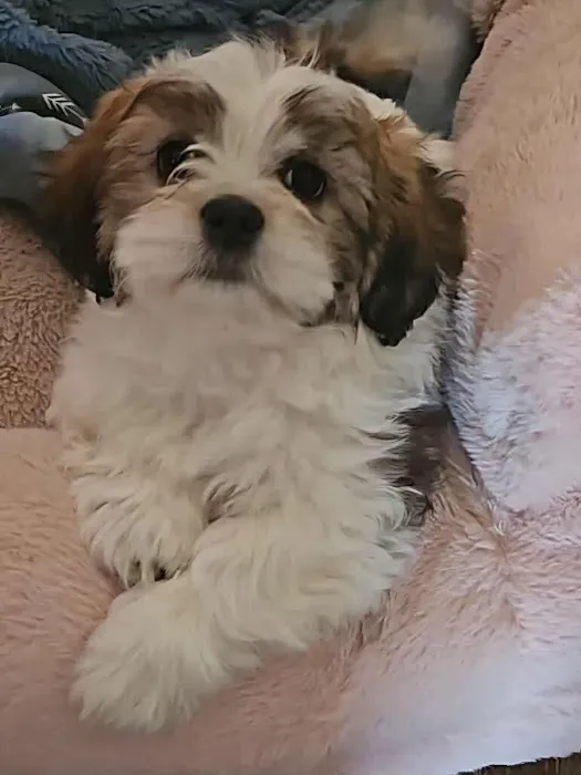 Heartland Veterinarian Clinic Picture 2