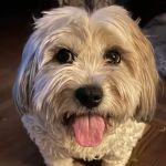 Heartland Veterinarian Clinic