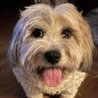 Heartland Veterinarian Clinic ico