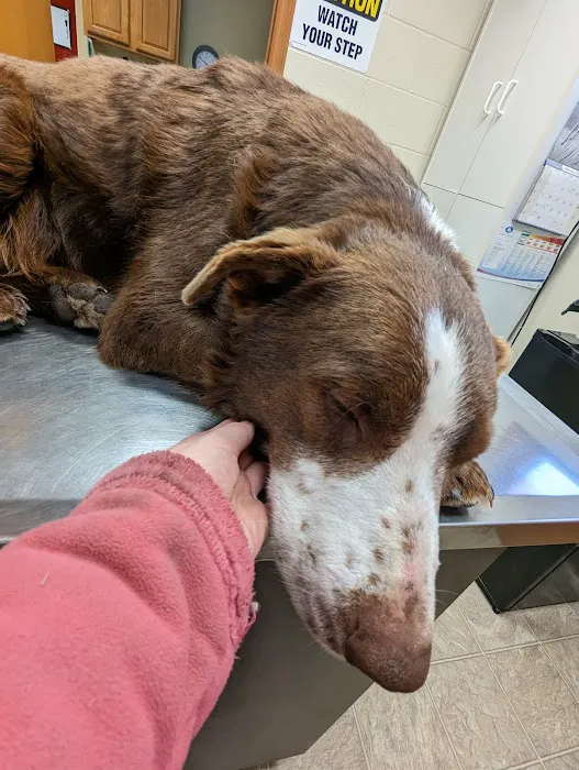 Sunrise Hill Veterinary Hospital Picture 2