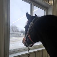 Twin Lakes Animal Clinic ico