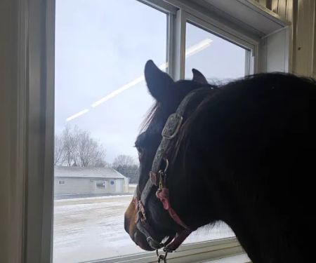 Twin Lakes Animal Clinic