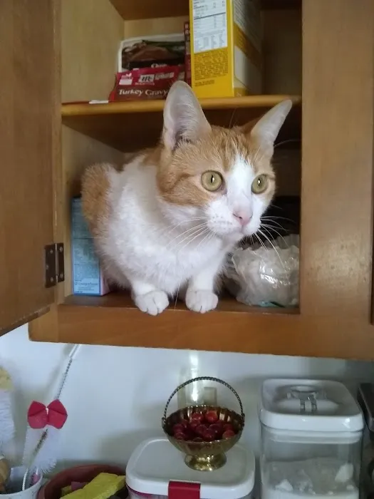 Twin Lakes Animal Clinic Picture 3