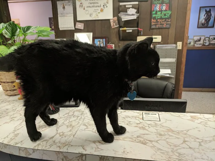 Blue Valley Veterinary Clinic Picture 4