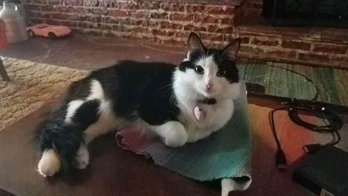 Blue Valley Veterinary Clinic Picture 2