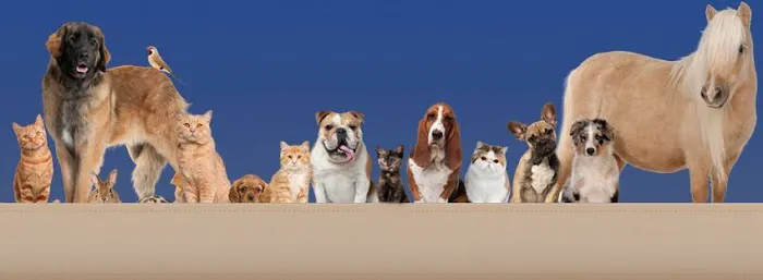 Blue Valley Veterinary Clinic Picture 8