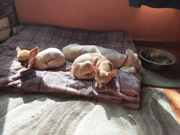 Plymouth Veterinary Clinic Picture 4