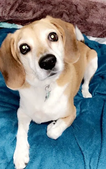 Lothrop Animal Clinic Picture 1