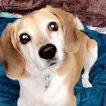 Lothrop Animal Clinic