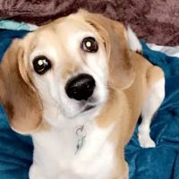 Lothrop Animal Clinic ico