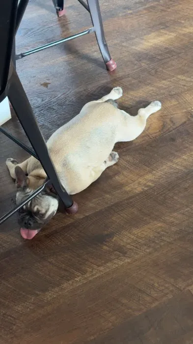 Lothrop Animal Clinic Picture 4