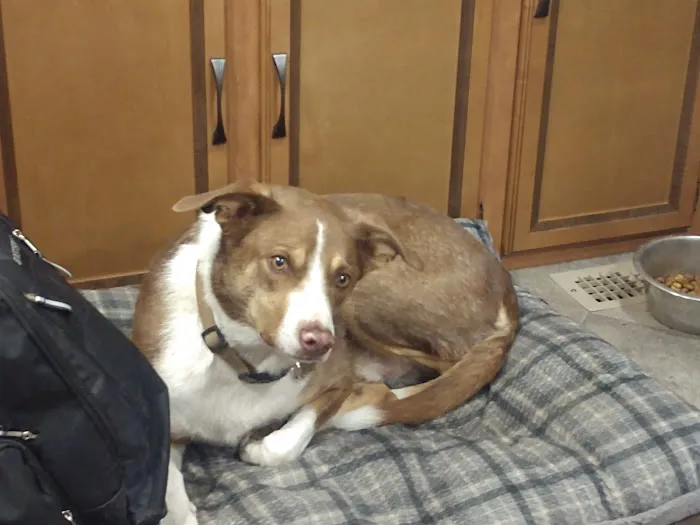 Crete Veterinary Clinic Picture 2