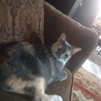 Crete Veterinary Clinic ico