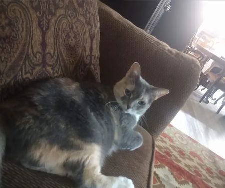 Crete Veterinary Clinic