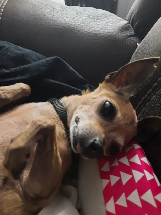 Crete Veterinary Clinic Picture 5