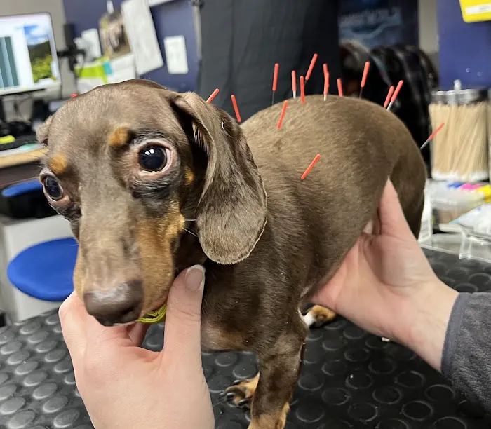 Vet Plaza Animal Clinic Picture 4