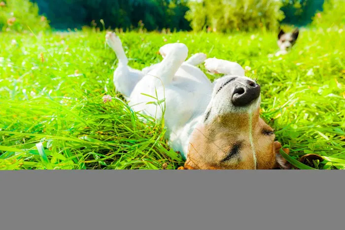 Vet Plaza Animal Clinic Picture 8