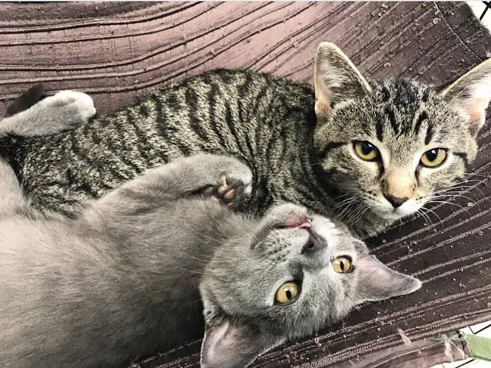 FMA Animal Hospital Picture 3