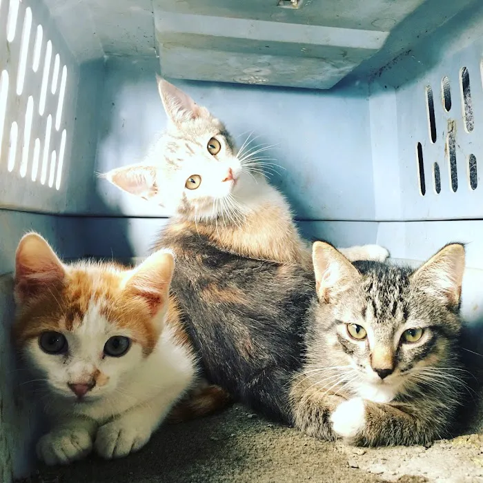 FMA Animal Hospital Picture 4