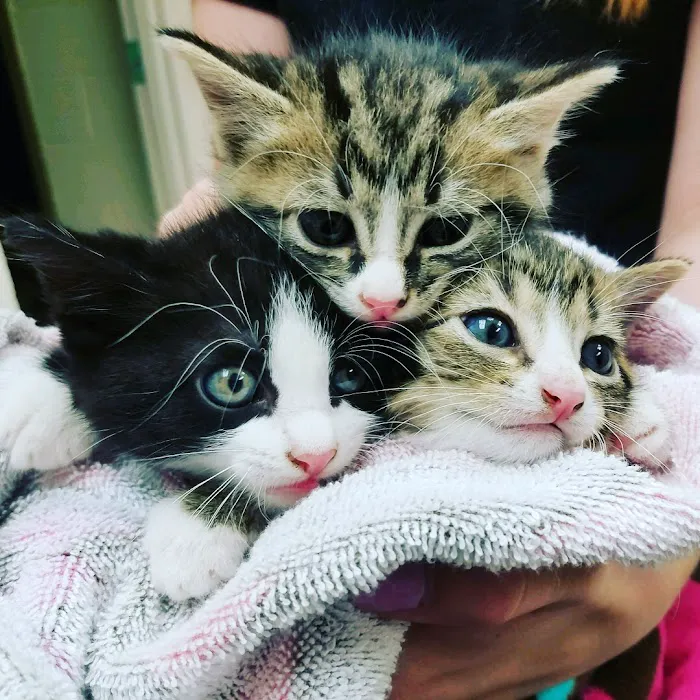 FMA Animal Hospital Picture 6