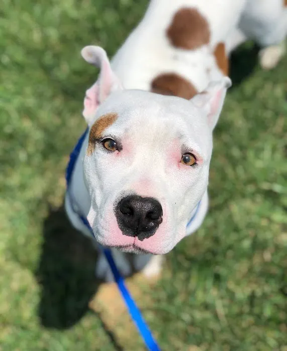 FMA Animal Hospital Picture 5