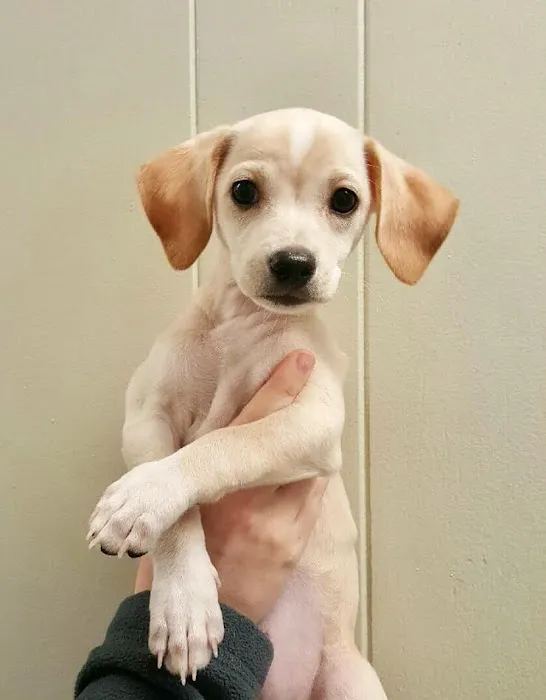 FMA Animal Hospital Picture 8