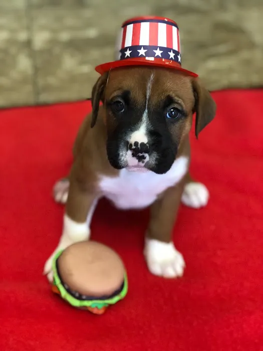 FMA Animal Hospital Picture 10